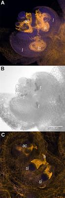 Far-Red Light-Induced Azolla filiculoides Symbiosis Sexual Reproduction: Responsive Transcripts of Symbiont Nostoc azollae Encode Transporters Whilst Those of the Fern Relate to the Angiosperm Floral Transition